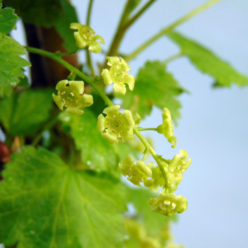 Groseillier à grappes Versaillaise blanche (Flowering)