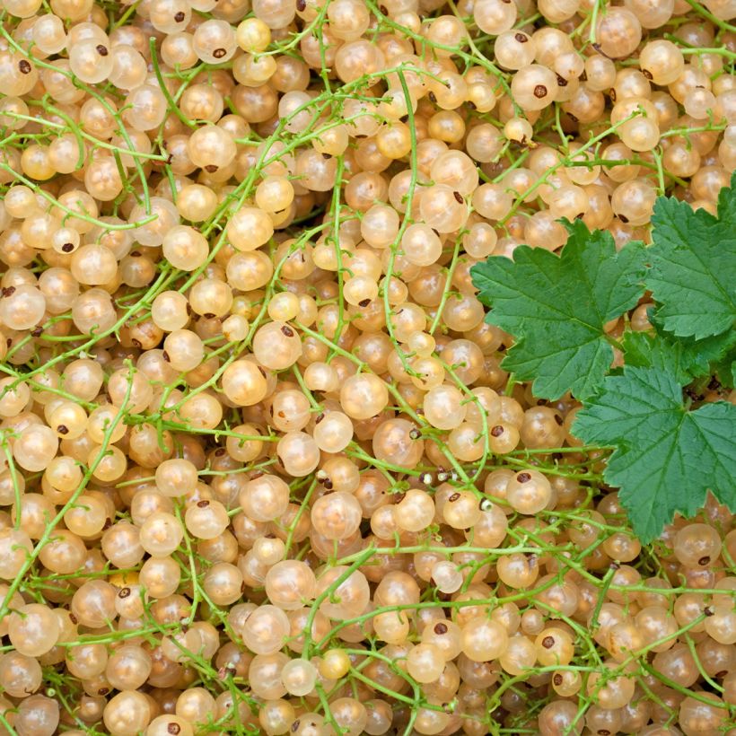 Groseillier à grappes blanches Werdavia - Ribes rubrum (Harvest)