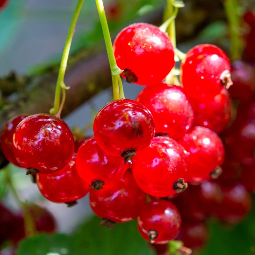 Groseillier à grappes rouges Delbard Giganta - Ribes rubrum (Harvest)