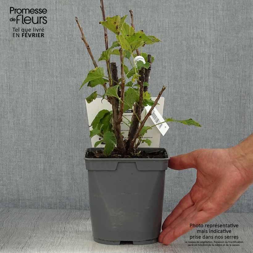 Example of Groseillier à grappes rouges Delbard Giganta - Ribes rubrum Pot de 2L/3L as you get in automne
