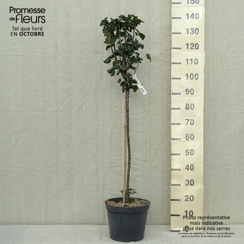 Example of Groseillier à grappes rouges Delbard Giganta - Ribes rubrum Pot de 7,5L/10L, 1/4 de tige as you get in automne