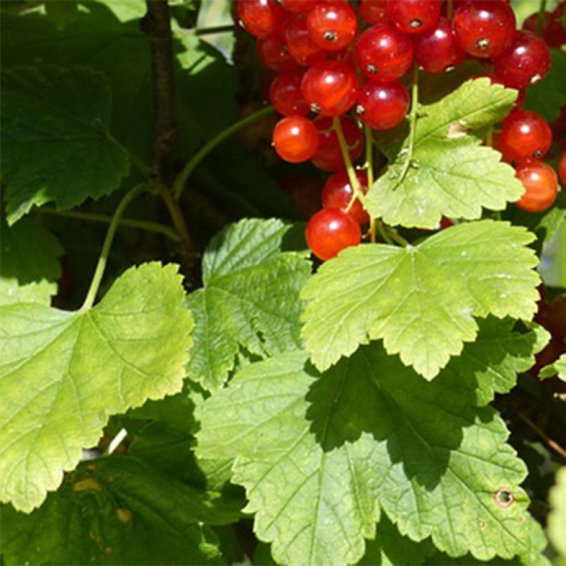 Groseillier à grappes Junifer  (Foliage)