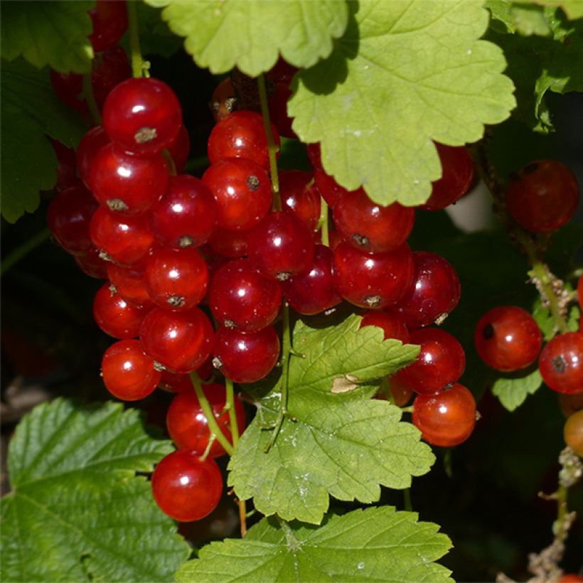Groseillier à grappes Junifer  (Harvest)