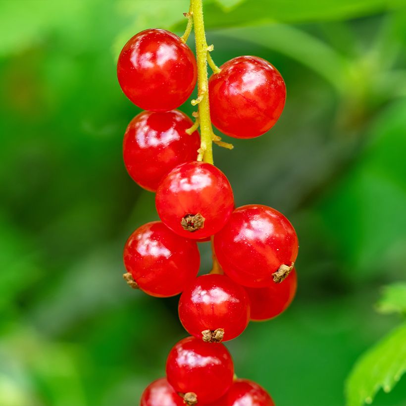 Groseillier à grappes rouges - Ribes rubrum (Harvest)