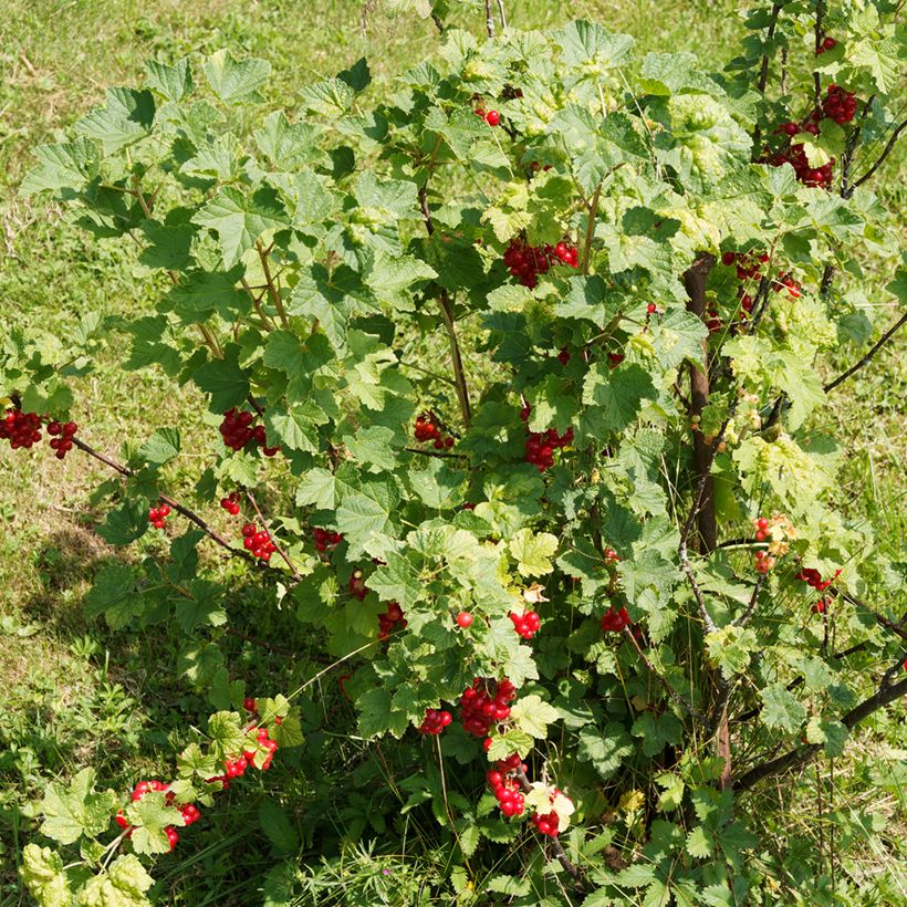 Groseillier à grappes rouges - Ribes rubrum (Plant habit)