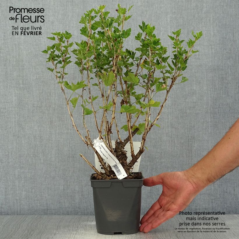 Example of Groseillier à maquereaux Invicta  Pot de 1,5L/2L as you get in automne
