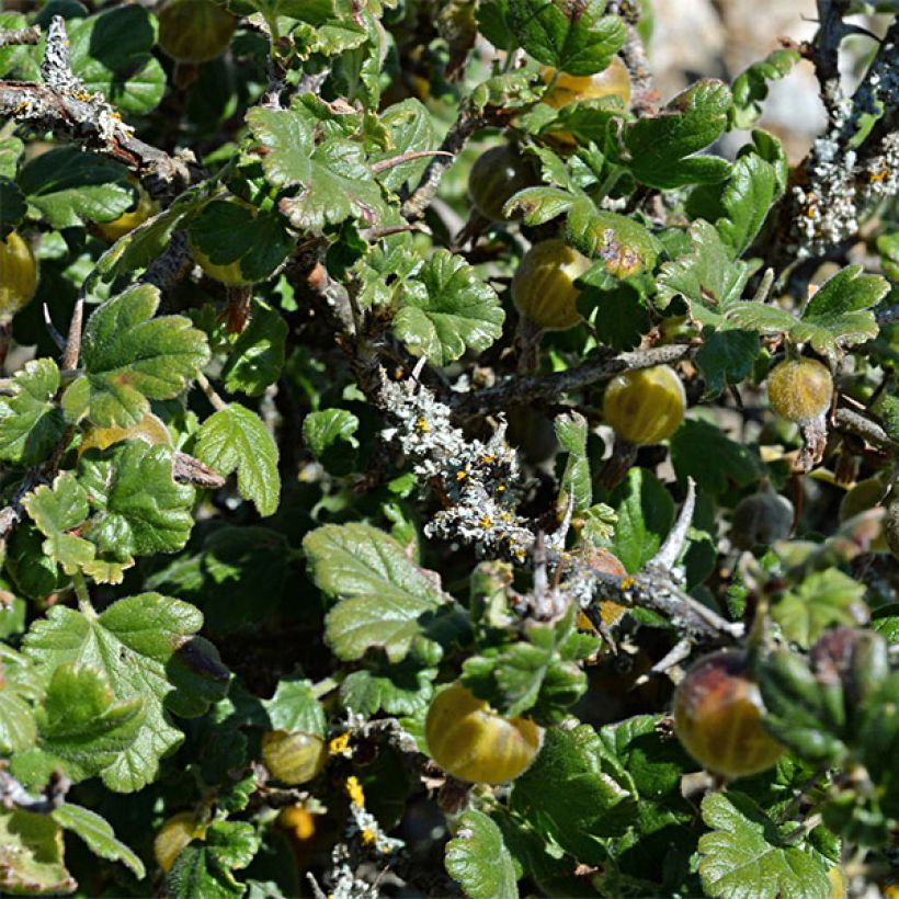 Groseillier à maquereaux Golden Drop - Ribes uva crispa (Foliage)
