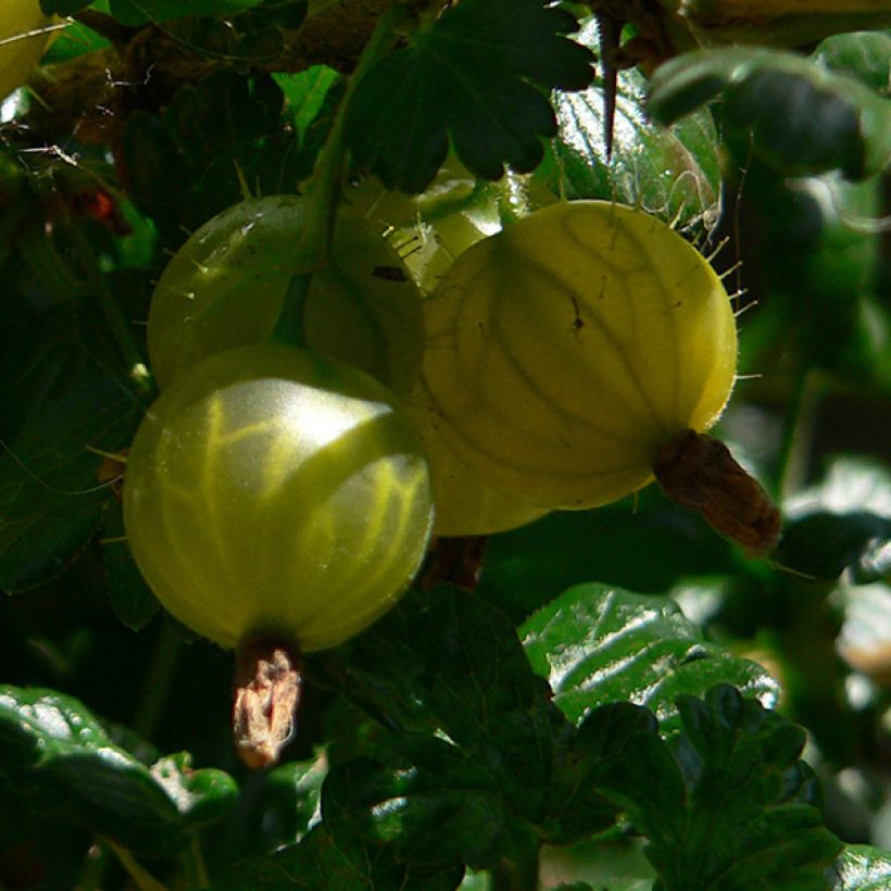 Groseillier à maquereaux Golden Drop - Ribes uva crispa (Harvest)