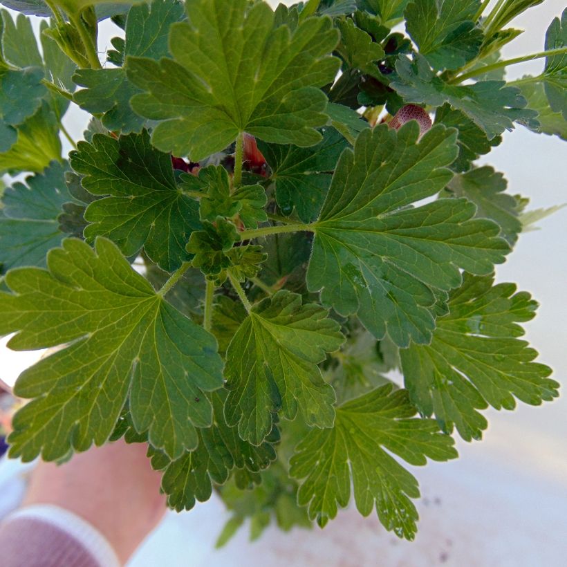 Groseillier à maquereaux Hinnonmaki rouge Bio (Foliage)