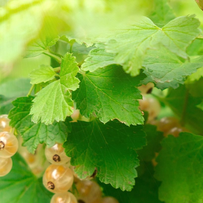 Groseillier à grappes blanches Witte Parel ou White Pearl - Ribes rubrum (Foliage)