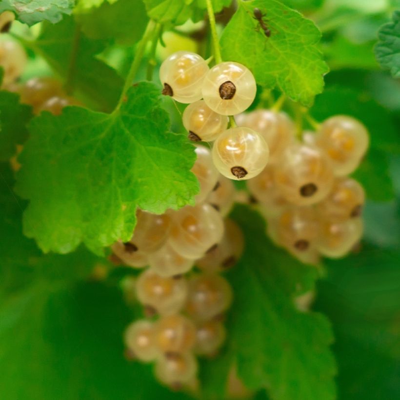 Groseillier à grappes blanches Witte Parel ou White Pearl - Ribes rubrum (Harvest)