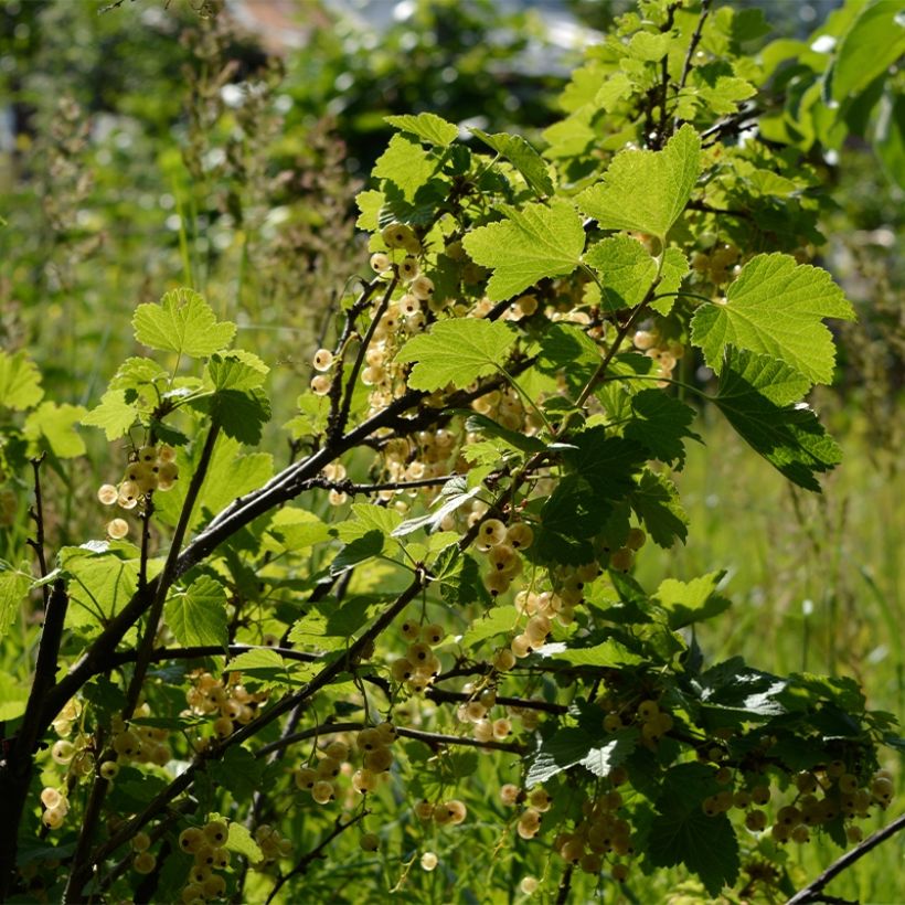 Groseillier à grappes blanches Witte Parel ou White Pearl - Ribes rubrum (Plant habit)