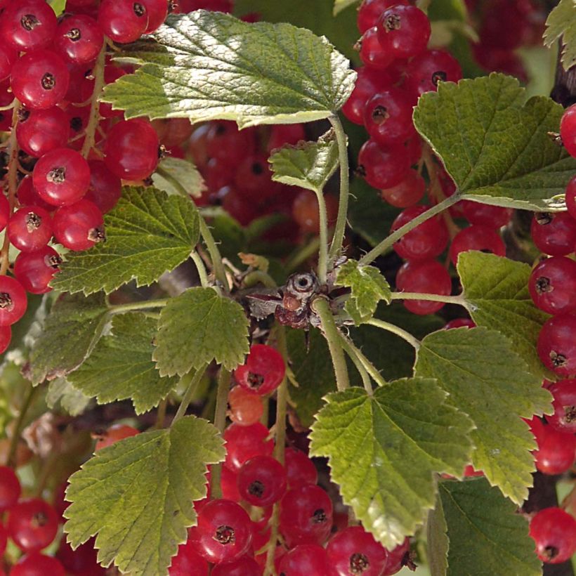 Groseillier raisin Agate Rouge - Georges Delbard (Foliage)
