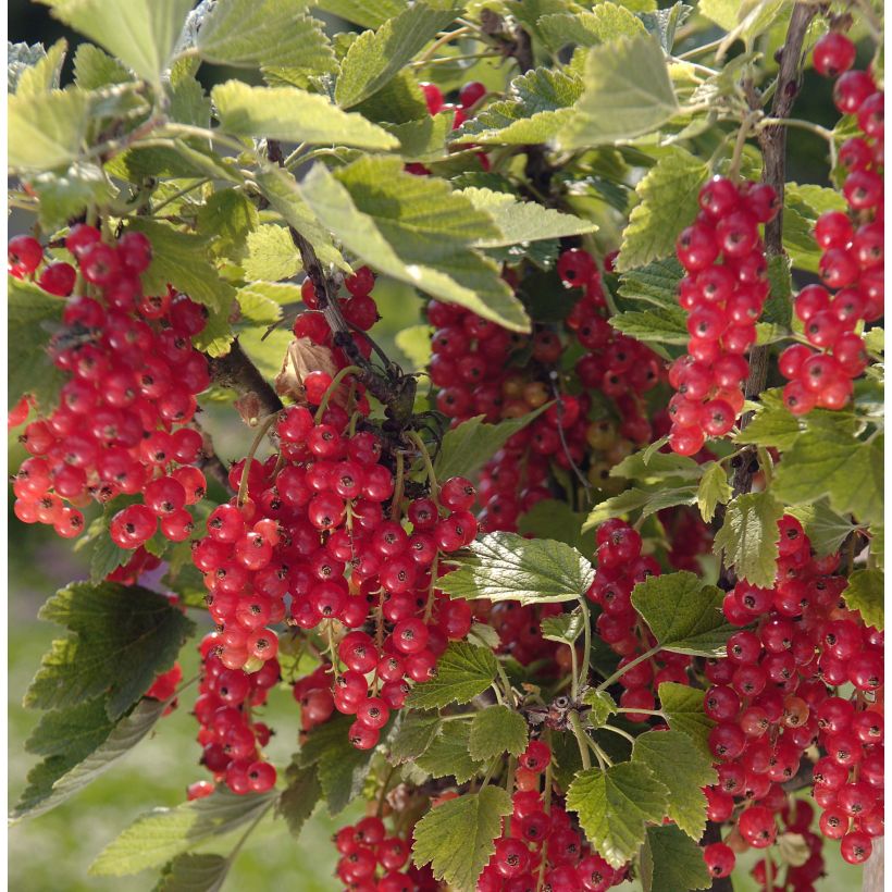 Groseillier raisin Agate Rouge - Georges Delbard (Harvest)