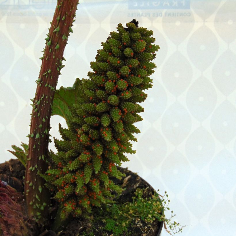 Gunnera manicata - Rhubarbe géante du Brésil (Flowering)