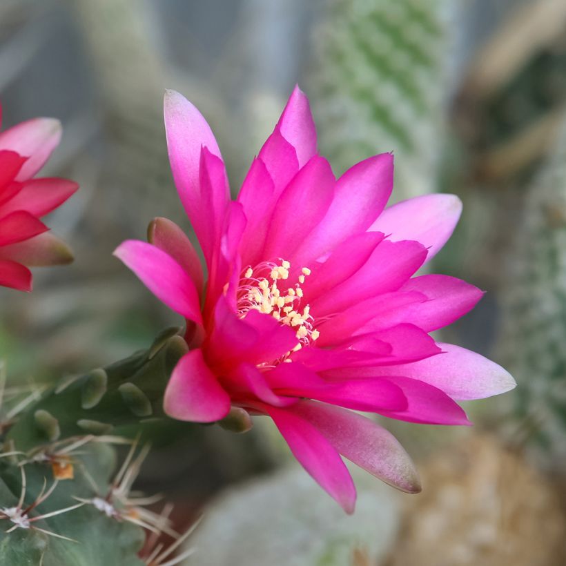 Cactus araignée - Gymnocalycium baldianum (Flowering)