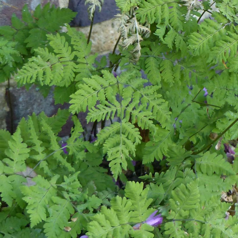 Gymnocarpium dryopteris - Fougère couvre-sol (Foliage)