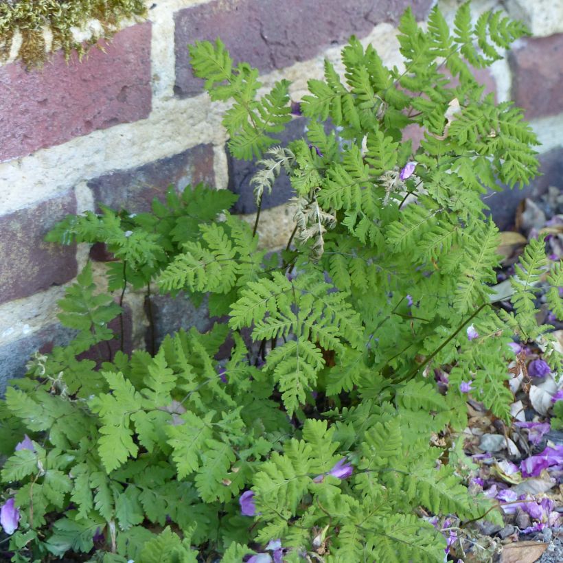 Gymnocarpium dryopteris - Fougère couvre-sol (Plant habit)