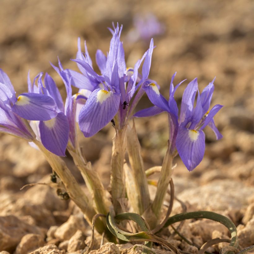Gynandris sisyrinchium - Iris sisyrinchium (Plant habit)
