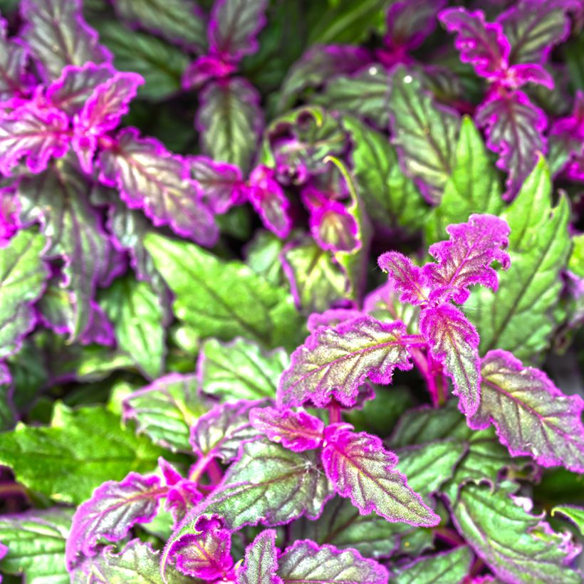 Gynura aurantiaca - Plante-velours (Foliage)