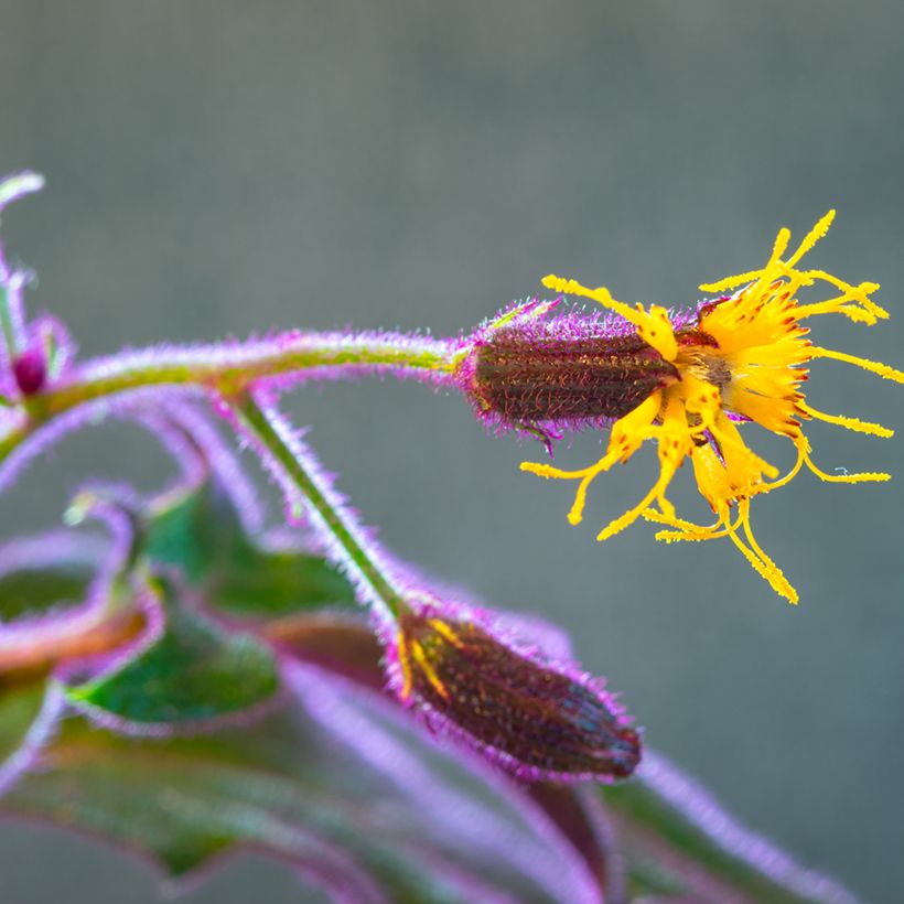 Gynura aurantiaca - Plante-velours (Flowering)