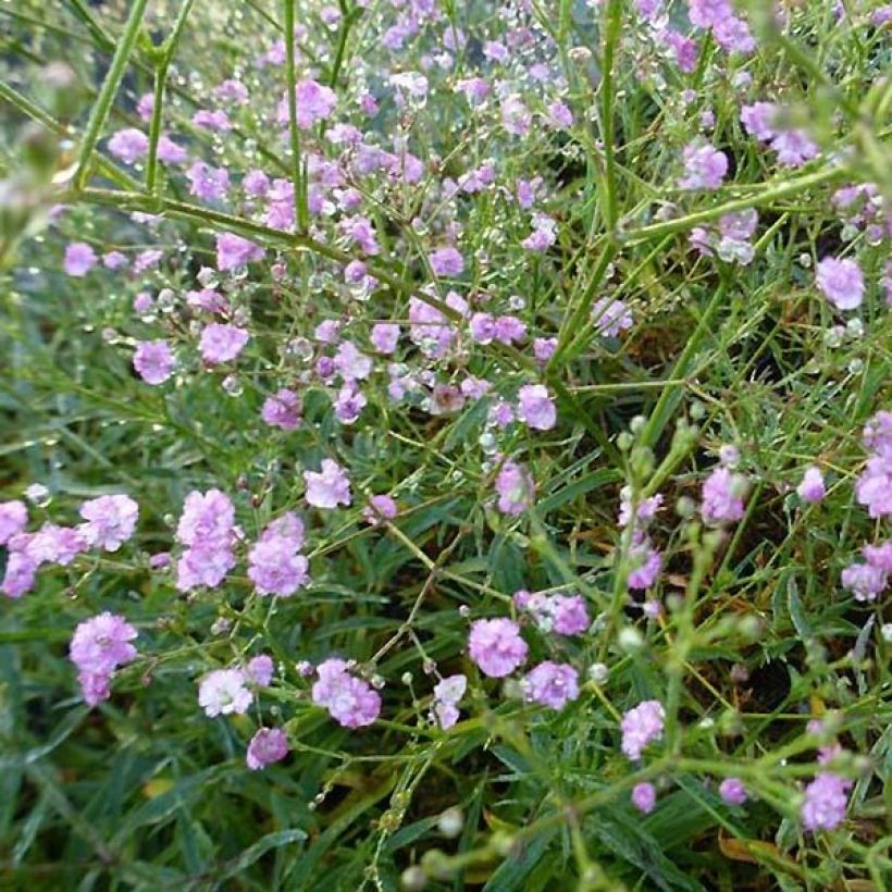 Gypsophile Festival Pink (Flowering)