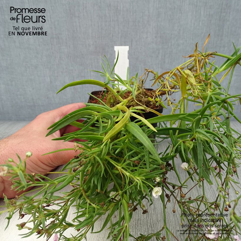Example of Gypsophila Rosenschleier - Gypsophile Rosy Veil Godet de 8/9 cm as you get in automne