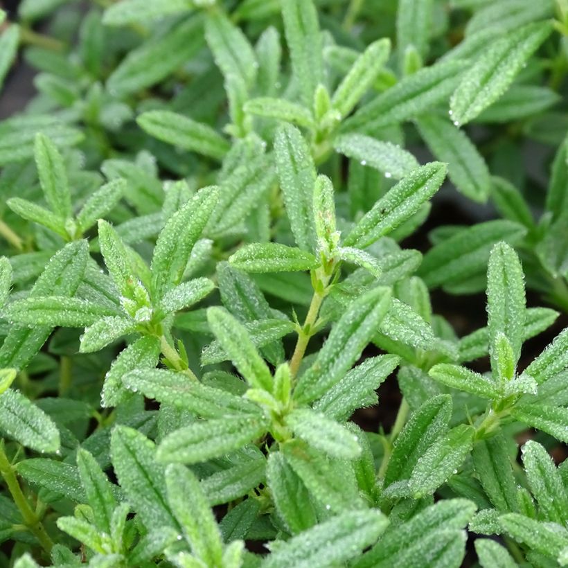 Helianthemum Golden Queen - Hélianthème (Foliage)