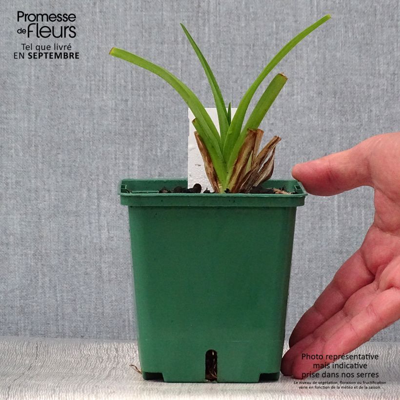 Example of Hémérocalle Pandora s Box Pot de 1L/1,5L as you get in automne