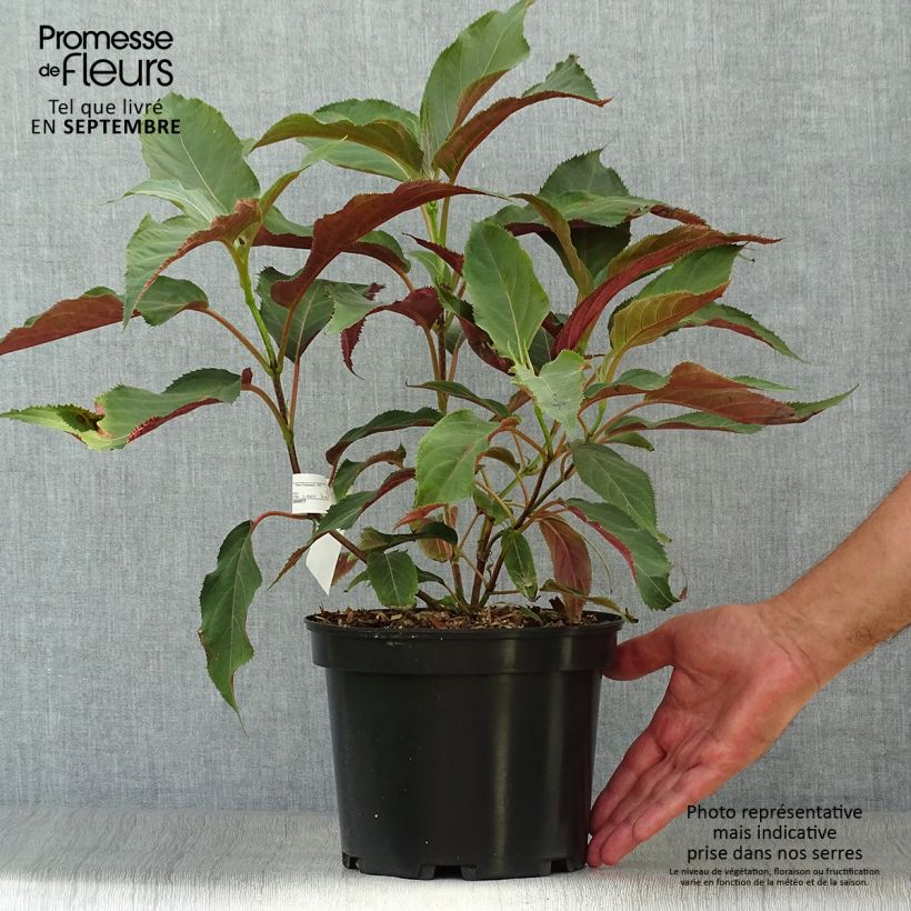 Example of Hortensia - Hydrangea aspera Rosemary Foster  Pot de 4L/5L as you get in automne