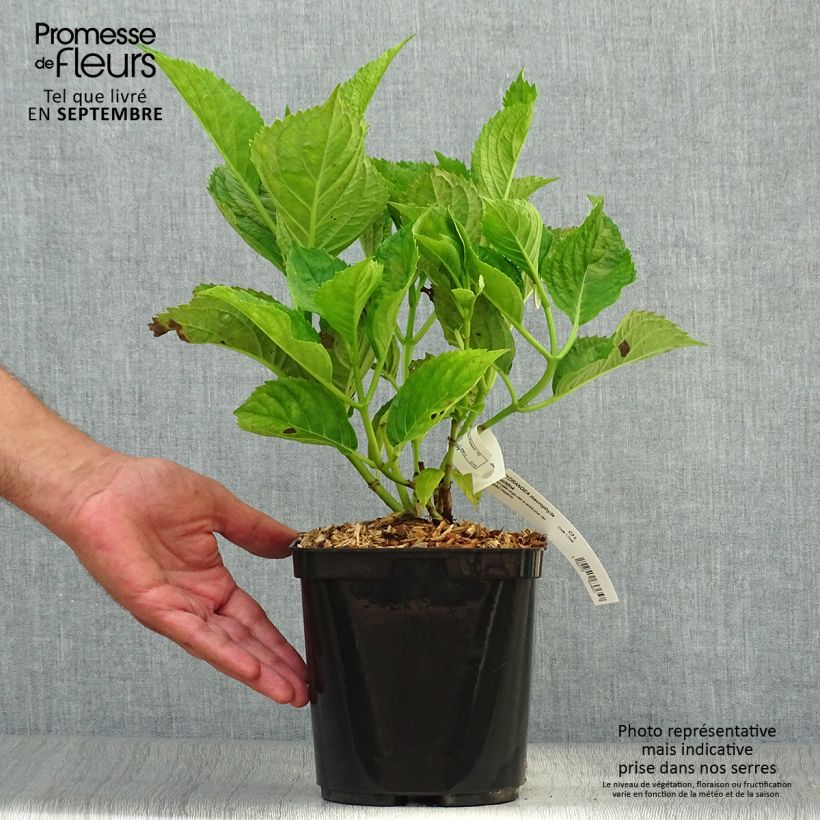 Example of Hortensia - Hydrangea macrophylla Buchfink Pot de 2L/3L as you get in automne