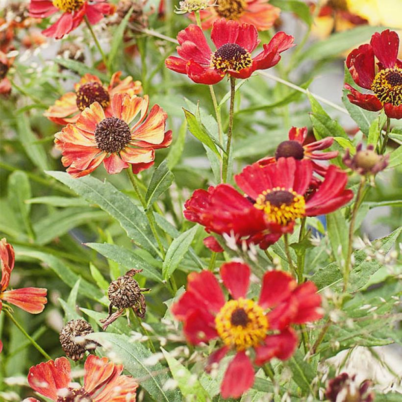 Hélénium Rubinzwerg - Hélénie rouge acajou  (Flowering)