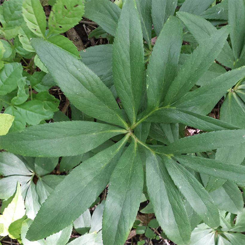 Hellébore dumetorum (Foliage)