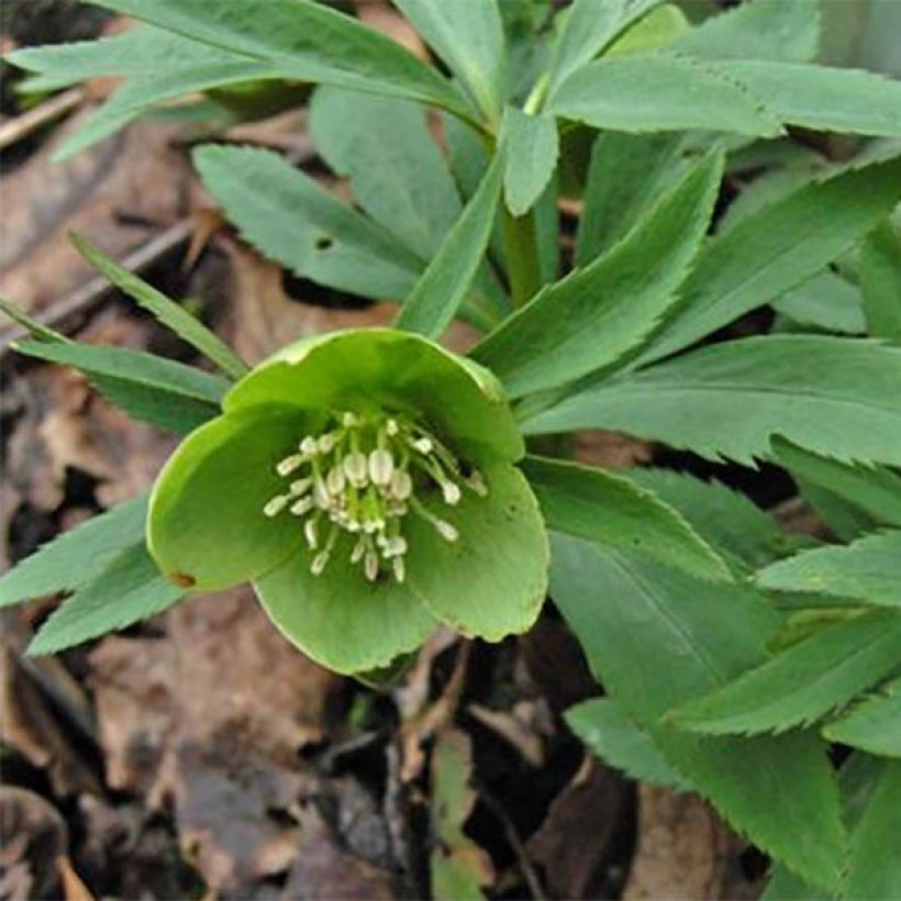 Hellébore dumetorum (Flowering)