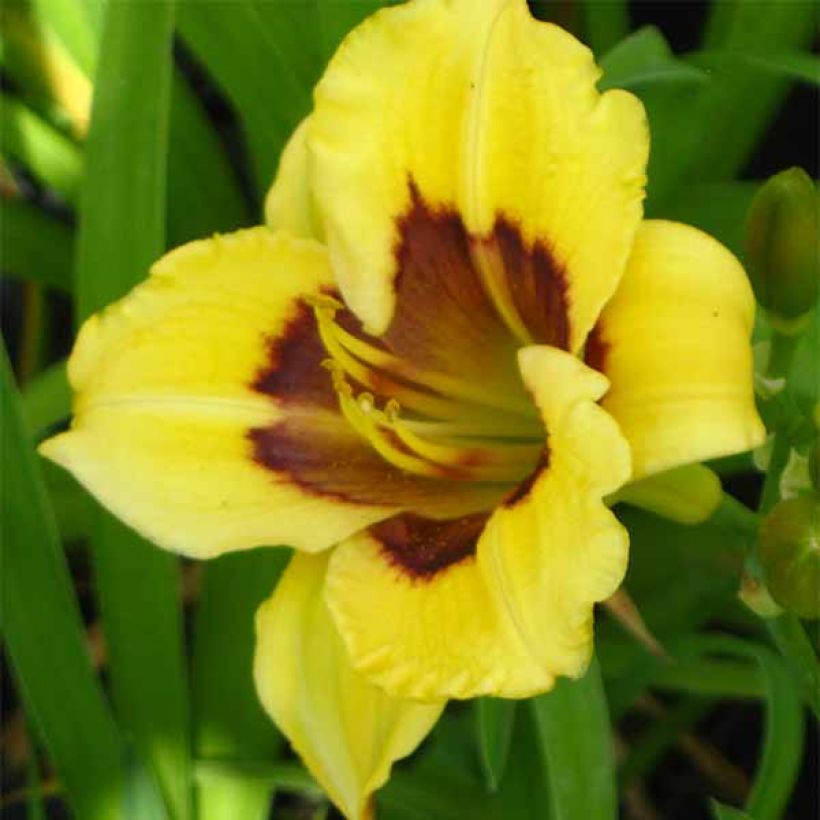 Hémérocalle Jason Salter - Lis d'un jour jaune à oeil brun. (Flowering)