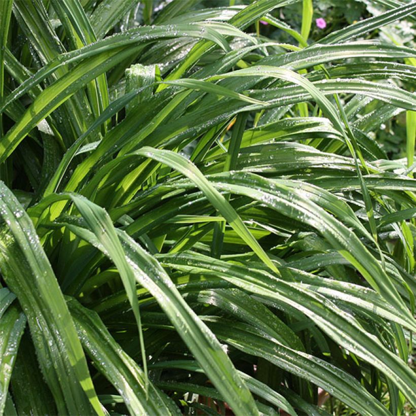 Hémérocalle Mini Pearl - Lis d'un jour abricot rosé (Foliage)