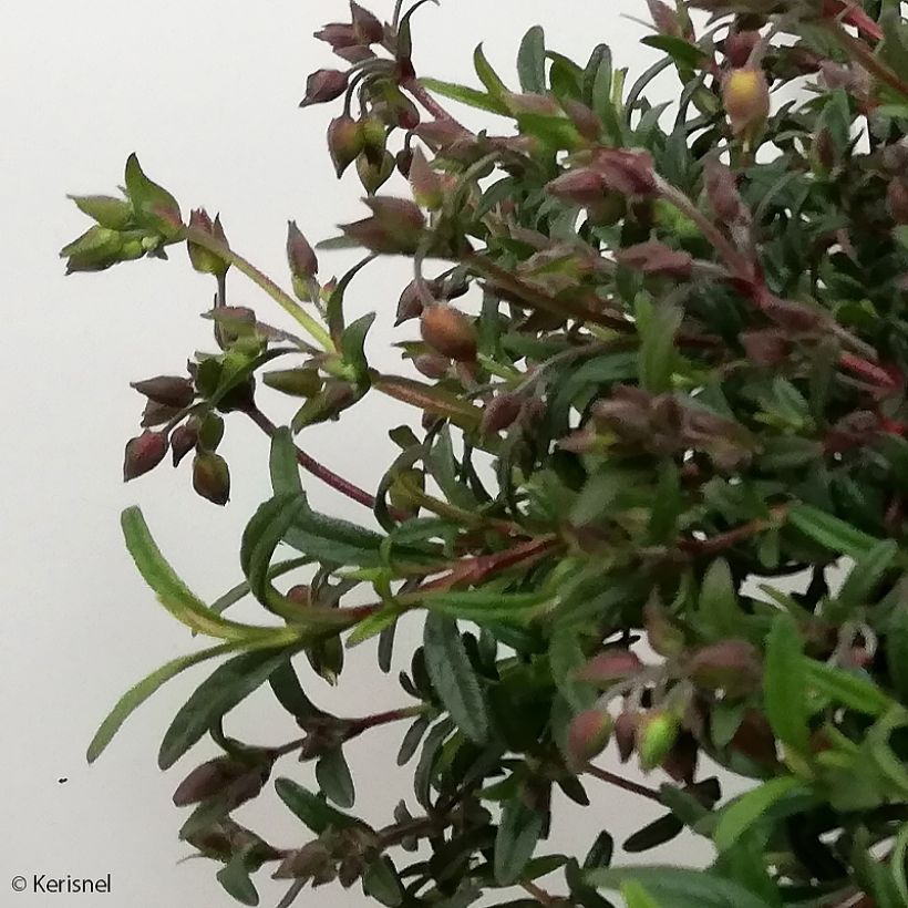 Halimiocistus sahucii - Halimiociste de Sahuc (Foliage)
