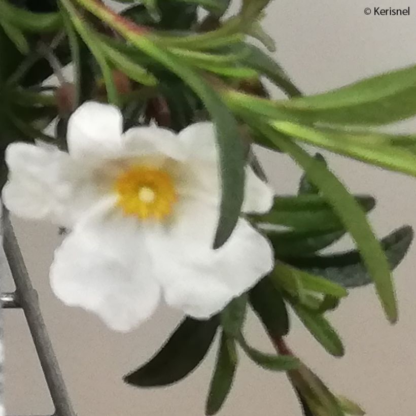 Halimiocistus sahucii - Halimiociste de Sahuc (Flowering)