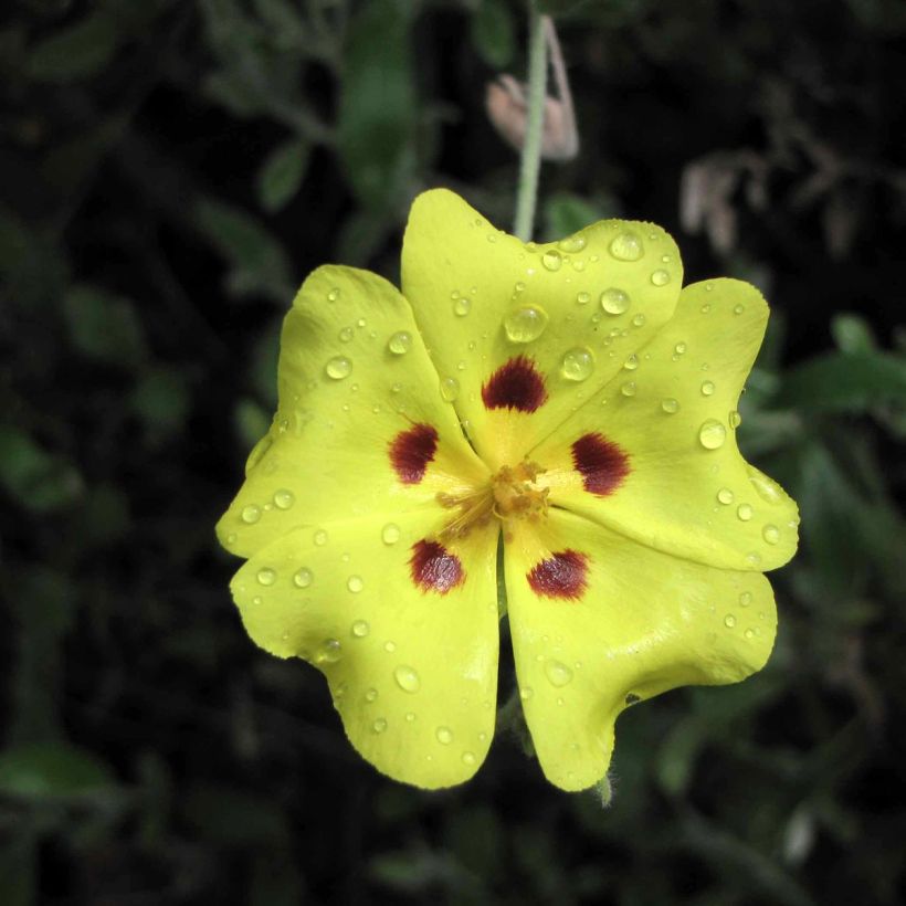 Halimium lasianthum subsp. formosum  (Flowering)