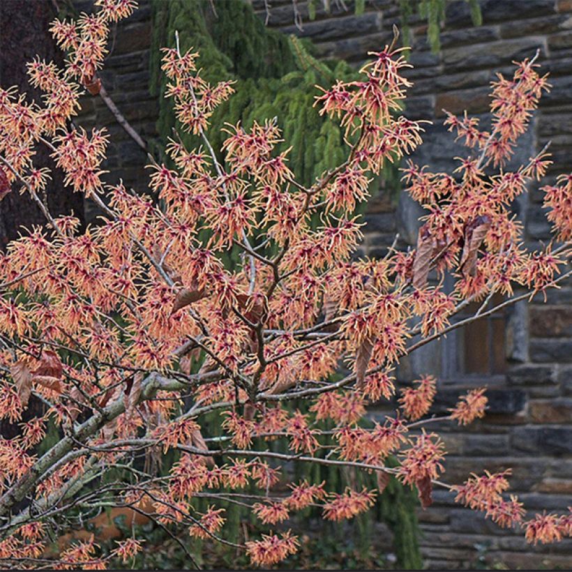 Hamamelis (x) intermedia Feuerzauber - Noisetier de sorcière (Flowering)
