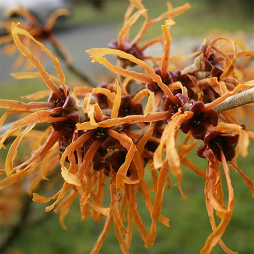 Hamamelis (x) intermedia Jelena - Noisetier de sorcière (Flowering)