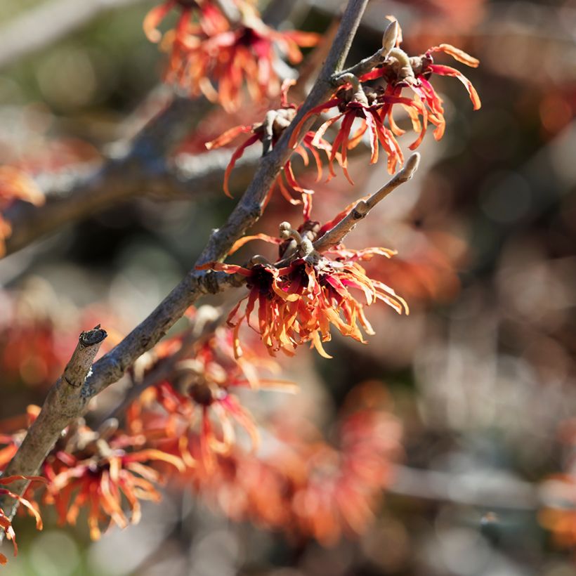 Hamamelis intermedia Diane - Noisetier de Sorcière (Flowering)