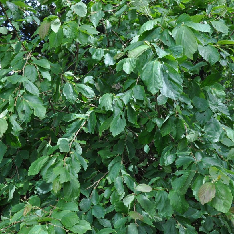 Hamamelis japonica Pendula - Hamamelis pleureur (Foliage)