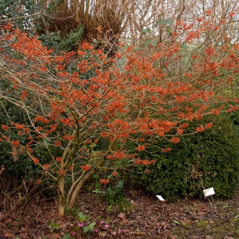 Hamamelis intermedia Ruby Glow - Noisetier de sorcière (Plant habit)