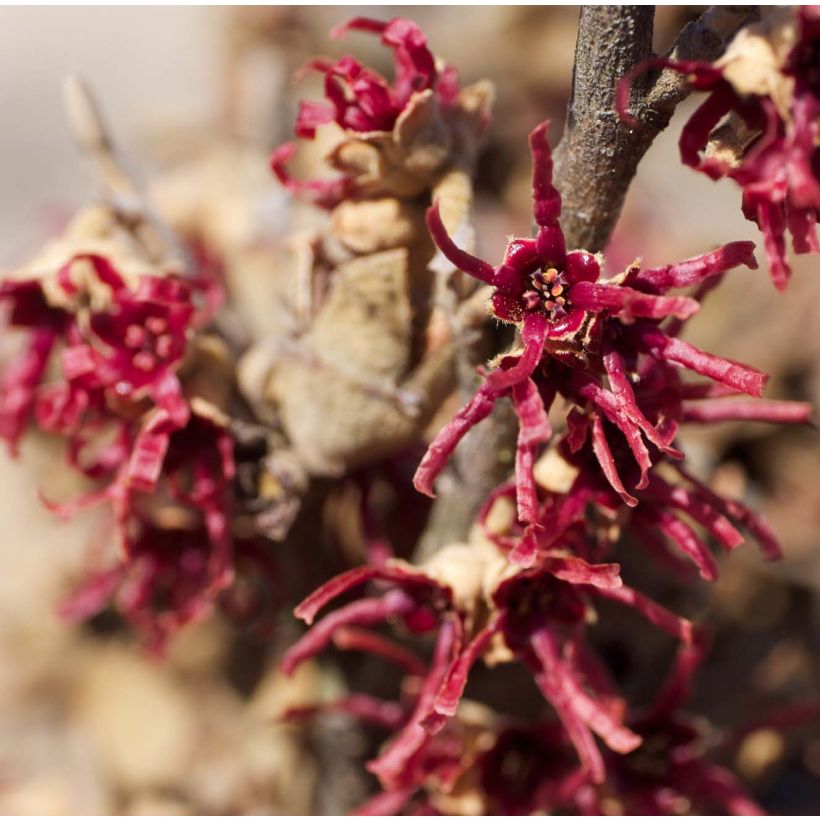 Hamamelis vernalis Amethyst - Noisetier de sorcière (Flowering)