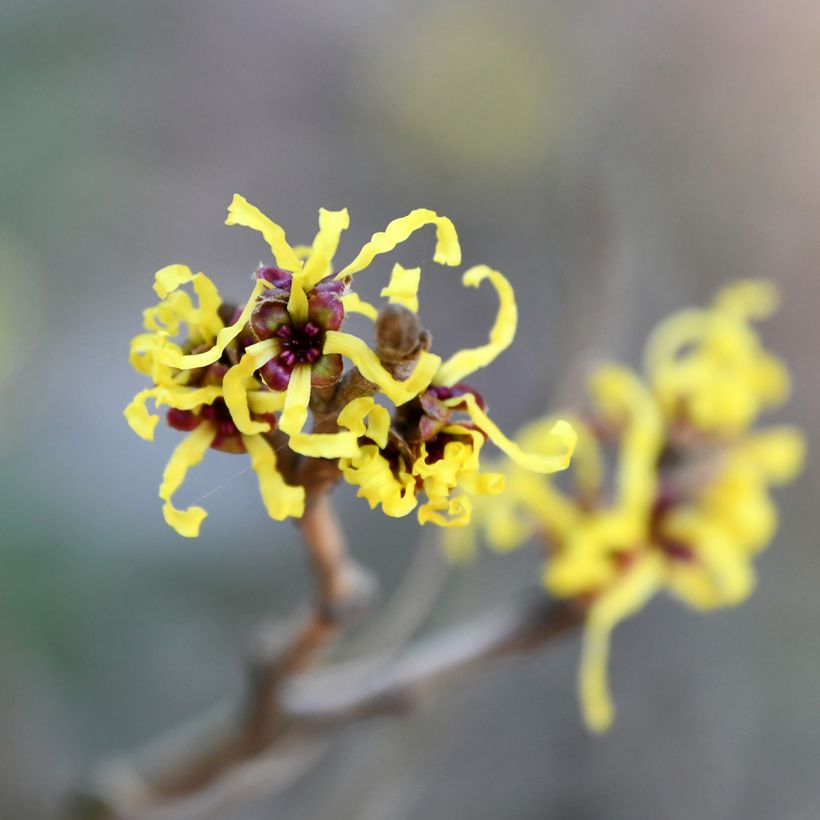 Hamamelis virginiana - Noisetier de sorcière de Virginie  (Flowering)