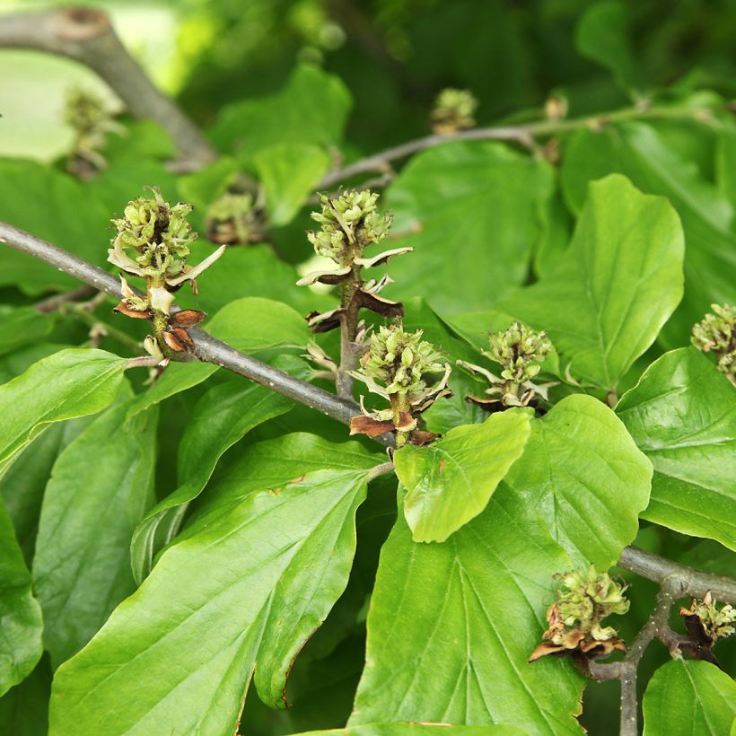 Hamamelis virginiana - Noisetier de sorcière de Virginie  (Foliage)