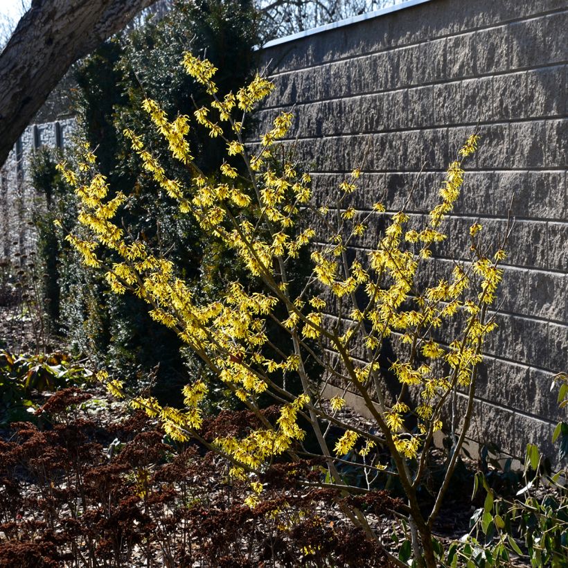 Hamamelis virginiana - Noisetier de sorcière de Virginie  (Plant habit)