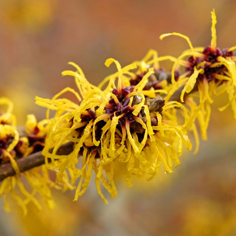 Hamamelis x intermedia Barmstedt Gold - Noisetier de sorcière (Flowering)