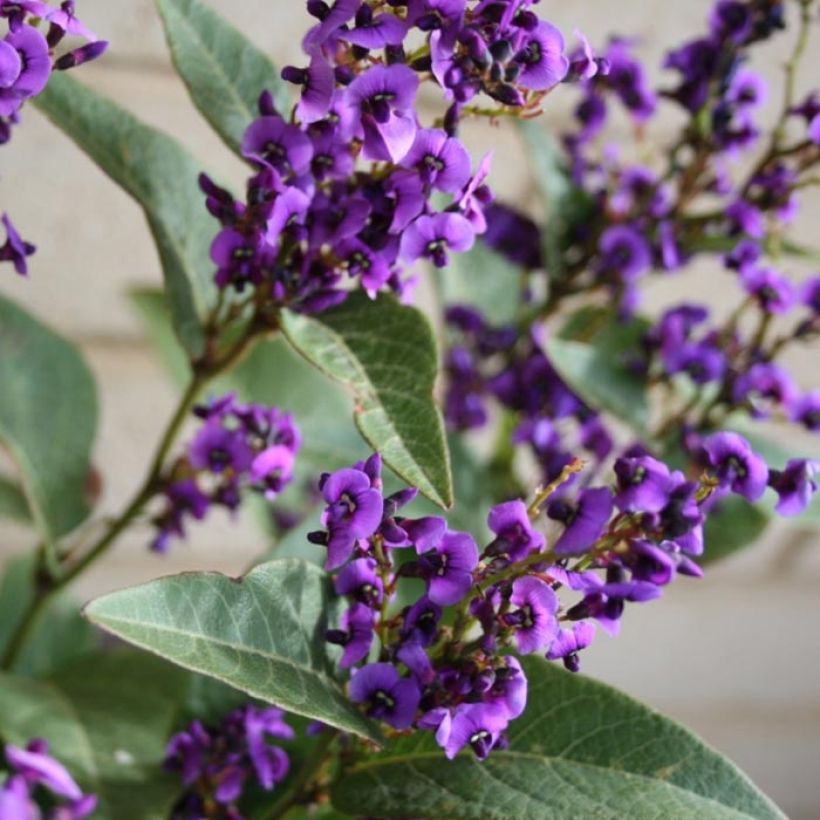 Hardenbergia violacea Regent (Flowering)